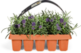 Lavendel Angustifolia im Angebot bei Netto Marken-Discount in Lüneburg Lavendel Angustifolia Angebote bei Netto Marken-Discount Lüneburg für 5,99 €