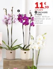 Orchidée 2 tiges - Super U à Issy-les-Moulineaux Orchidée 2 tiges en promo chez Super U Issy-les-Moulineaux à 11,99 €