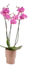 Phalaenopsis 3 tiges à Truffaut dans Carquefou Phalaenopsis 3 tiges à Truffaut dans Carquefou