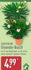 Oleander-Busch von Gardenline im aktuellen ALDI Nord Prospekt