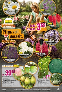Äpfel im Hornbach Prospekt "Lass Deine Terrasse aufblühen." mit 32 Seiten (Pforzheim)