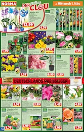 Orchidee Angebot im aktuellen Norma Prospekt auf Seite 14