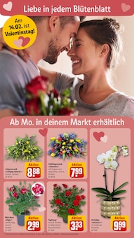 Zimmerpflanzen im REWE Prospekt "Dein Markt" mit 20 Seiten (München)