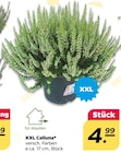XXL Calluna  im aktuellen Netto mit dem Scottie Prospekt für 4,99 €