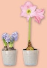 Promo Composition jacinthe ou amaryllis à 6,99 € dans le catalogue U Express à Gabarret