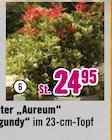 Lavendelheide „Carnaval“ im Hornbach Prospekt Lavendelheide „Carnaval“ von Floraself im aktuellen Hornbach Prospekt für 24,95 €