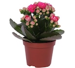 Plante d'intérieur à Carrefour dans Luxey