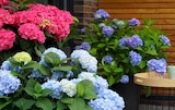 Hortensie 'Endless Summer' Angebote von Endless Summer bei Hagebaumarkt Zwickau für 9,99 €