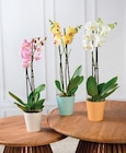 Orchidée 2 Tiges - Super U à Drancy Orchidée 2 Tiges en promo chez Super U Drancy à 9,99 €