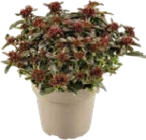 Fetthenne (Sedum) - Rot im Angebot bei Globus-Baumarkt in Neunkirchen Fetthenne (Sedum) - Rot Angebote bei Globus-Baumarkt Neunkirchen für 2,99 €