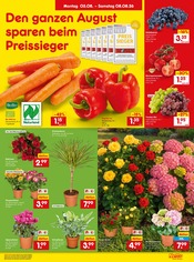 Hortensie im Netto Marken-Discount Prospekt in Heidelberg Aktueller Netto Marken-Discount Prospekt mit Hortensie, "Aktuelle Angebote", Seite 11