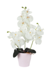 Orchidées 13 fleurs pot plastique H.44cm en promo chez Maxi Bazar Rueil-Malmaison à 9,99 €