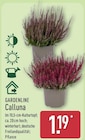Calluna im Angebot bei ALDI Nord in Rostock Calluna Angebote von GARDENLINE bei ALDI Nord Rostock für 1,19 €