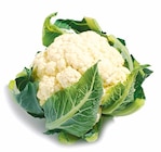 Blumenkohl für 1,29 € bei Netto mit dem Scottie im Angebot Blumenkohl im aktuellen Netto mit dem Scottie Prospekt