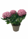Aktuelle Blumen Angebote bei ALDI Nord in Bremen Aktuelles Deko-Chrysantheme Angebot bei ALDI Nord in Bremen ab 2,69 €