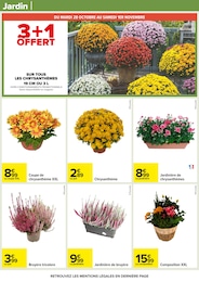 Offre Chrysanthèmes dans le catalogue Carrefour du moment à la page 50