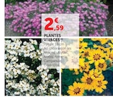 Promo Plantes vivaces à 2,59 € dans le catalogue Super U à Vannes