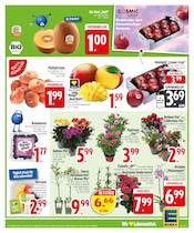 Obstbaum im EDEKA Prospekt in Memmingen Aktueller EDEKA Prospekt mit Obstbaum, "Auf die °Punkte, fertig, los!", Seite 9