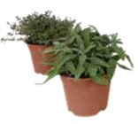 Kräutermischung 'Italienische Kräuter' von Grow by OBI im aktuellen OBI Prospekt für 3,49 €