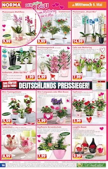 Zimmerpflanzen im Norma Prospekt "Mehr fürs Geld" mit 20 Seiten (Essen)