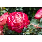 Rosiers en promo chez Carrefour Rosiers dans le catalogue Carrefour