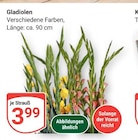 Gladiolen Angebote bei GLOBUS Koblenz für 3,99 €