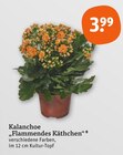 Kalanchoe Flammendes Käthchen im aktuellen tegut Prospekt