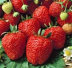 Erdbeeren im Pflanzen Kölle Prospekt Nascherdbeere öftertragend im aktuellen Pflanzen Kölle Prospekt für 1,99 €