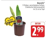 Amaryllis im aktuellen Prospekt bei EDEKA in Milda