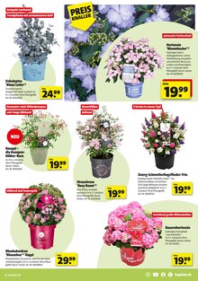 Hortensie im Hagebaumarkt Prospekt "Pflanze mit uns Blütenfreude" mit 16 Seiten (Mainz)