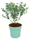 Eukalyptus 'Azura' im Angebot bei toom Baumarkt in Neumünster Eukalyptus 'Azura' Angebote bei toom Baumarkt Neumünster für 15,99 €