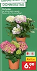 Hortensien im Angebot bei Netto Marken-Discount in Wunstorf Hortensien Angebote bei Netto Marken-Discount Wunstorf für 6,99 €