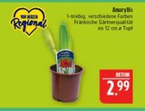 Aktuelles Amaryllis Angebot bei Marktkauf in Leipzig ab 2,99 €