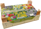 Bulbes 5 mois de floraison - Lidl à Montpellier Bulbes 5 mois de floraison en promo chez Lidl Montpellier à 6,99 €