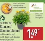Stauden/Sommerblumen im Angebot bei ALDI Nord in Wolfenbüttel Stauden/Sommerblumen Angebote von GARDENLINE bei ALDI Nord Wolfenbüttel für 1,49 €