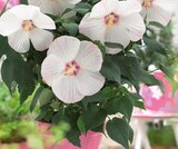Riesenhibiskus „Extreme“ im Angebot bei Hornbach in Osnabrück Riesenhibiskus „Extreme“ Angebote bei Hornbach Osnabrück für 13,95 €