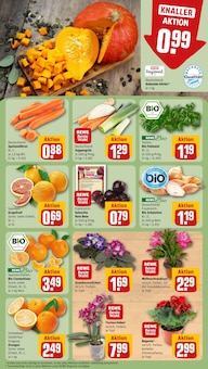 Pflanzen im REWE Prospekt "Dein Markt" mit 36 Seiten (Nürnberg)