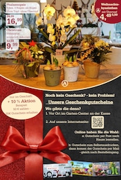 Blumen im Garten-Center Nordharz GmbH & Co. KG Prospekt in Goslar Aktueller Garten-Center Nordharz GmbH & Co. KG Prospekt mit Blumen, "HO HO HO", Seite 3