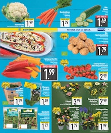 Tomaten im E center Prospekt "Wir lieben Lebensmittel." mit 20 Seiten (Augsburg)