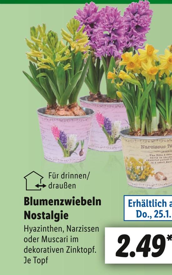 Blumenzwiebeln kaufen in Hannover - günstige Angebote in Hannover
