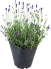 Lavande dans le catalogue Botanic