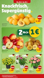 Kiwi Angebot & Preis im aktuellen Penny Prospekt Kiwi Angebot im aktuellen Penny Prospekt auf Seite 2