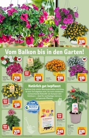 Ähnliche Mutterboden Angebote im Prospekt "Dein Markt" von REWE in Braunschweig Ähnliche Angebote wie Mutterboden im Prospekt "Dein Markt" auf Seite 41 von REWE in Braunschweig