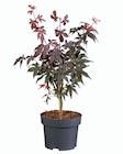 Alstroeméria ou Acer palmatum (érable du Japon) en promo à 9,99 € chez Lidl Alstroeméria ou Acer palmatum (érable du Japon) dans le catalogue Lidl