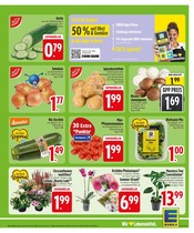 Ähnliche Stiefmütterchen Angebote im Prospekt "Wir lieben Lebensmittel." von EDEKA in Memmingen Ähnliche Angebote wie Stiefmütterchen im Prospekt "Wir lieben Lebensmittel." auf Seite 5 von EDEKA in Memmingen