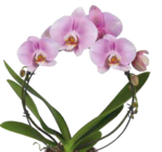 Aktuelles Orchideen-Bogen Angebot bei Pflanzen Kölle in Nürnberg ab 24,99 €