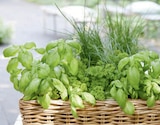 toom Baumarkt Hechingen - Küchenkräuter Angebot im Prospekt Küchenkräuter bei toom Baumarkt im Hechingen Prospekt für 2,29 €