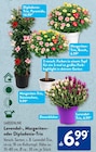Dipladenia-Trio, Pyramide von Gardenline im aktuellen ALDI SÜD Prospekt für 6,99 €