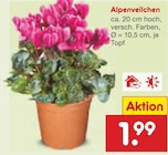 Alpenveilchen im Angebot bei Netto Marken-Discount in Bielefeld Alpenveilchen Angebote bei Netto Marken-Discount Bielefeld für 1,99 €