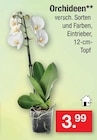Orchideen Angebote bei Zimmermann Bremen für 3,99 €
